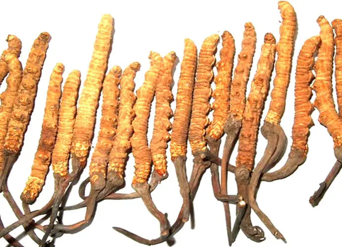 2024/04/10289cordyceps-sinensis.jpg